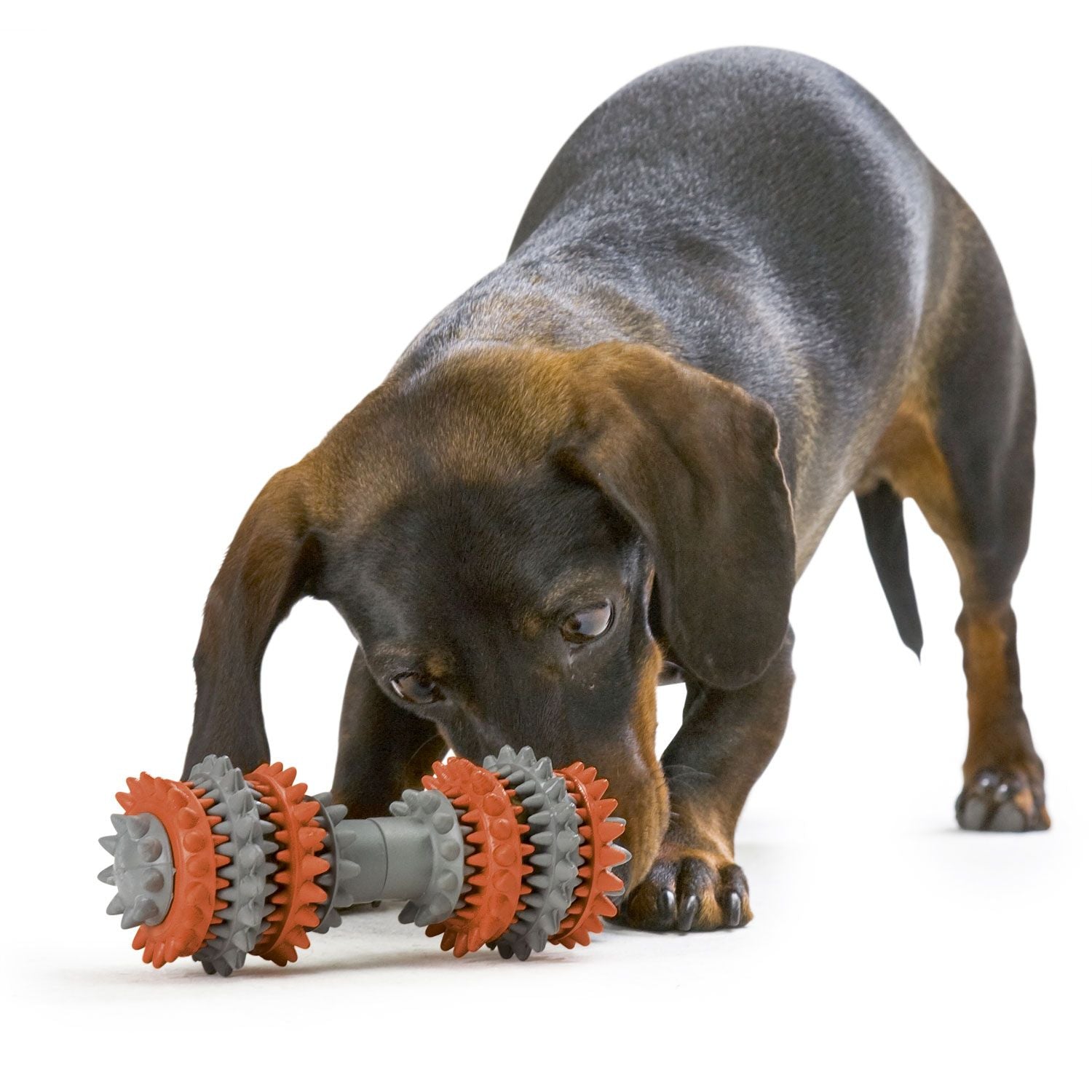 Hunter Hundespielzeug Tooth Cleaner